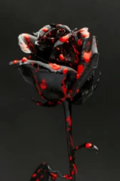 Wild rose 🌹(ଜଙ୍ଗଲୀ ଗୋଲାପ )ଓଡ଼ିଆ