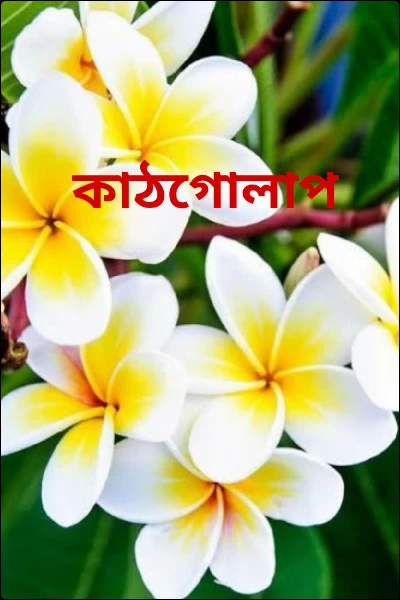 কাঠগোলাপ