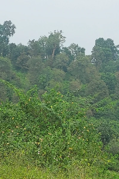 উড়ন্ত রাজকুমারী কোহিনূরের খোঁজে