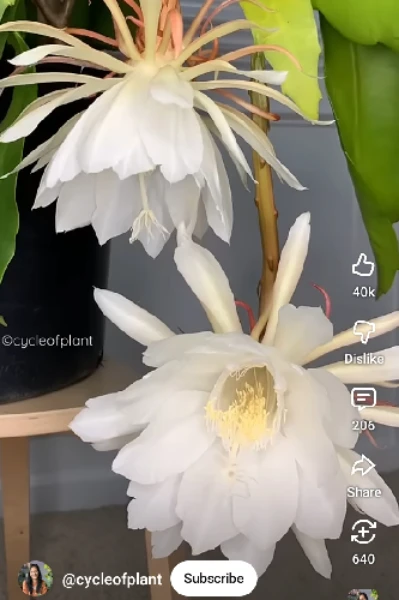 ಮರೆತೆಯಾ.