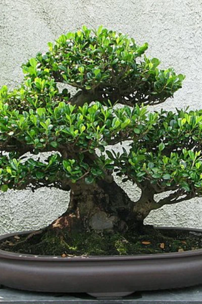 বনসাই, এক জাপানি শিল্প