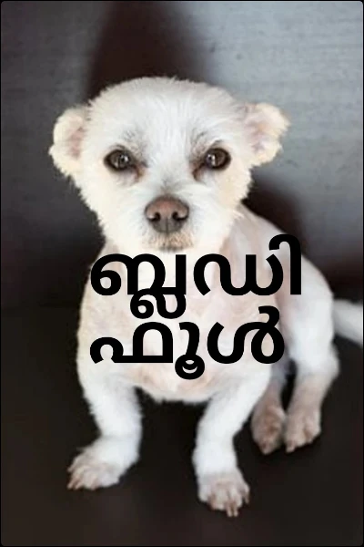 ബ്ലഡി ഫൂൾ