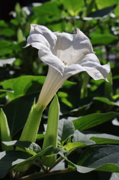 ଧତୁରା ଫୁଲ