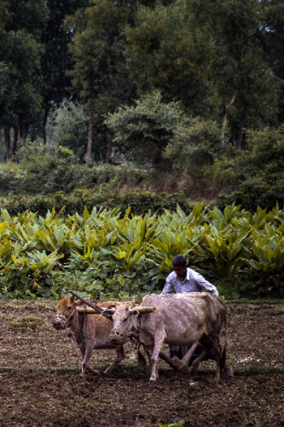 যার শ্রমে ভাতের থালা ভরে তার ছুটি নেই🌾