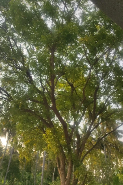நெருங்காதே