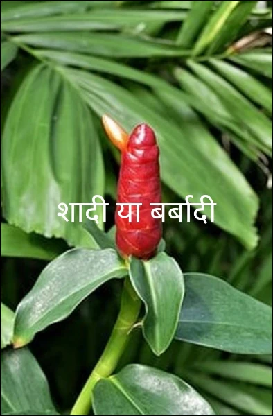 शादी या बर्बादी