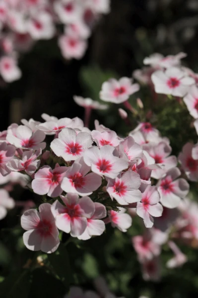 🌸ଭାଗ୍ୟର ମୋଡ଼🌸