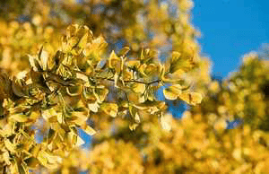 சிறுகதைகள்