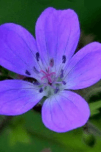ಸ್ಮ್ರತಿಸಿರಿ (ಸಮಗ್ರ)