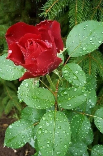 നീഹാര ധ്വനിയിൽ ...