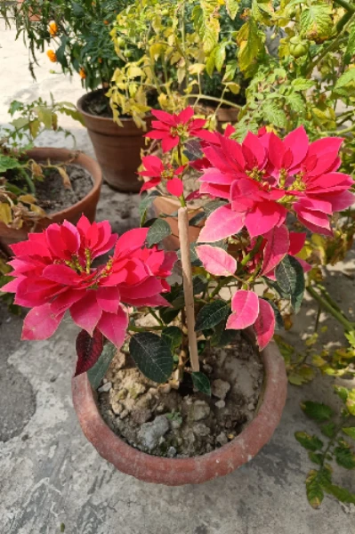 কম্পিউটার স্যার যখন বর