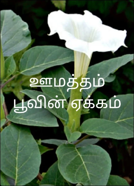 ஊமத்தம் பூவின் ஏக்கம்