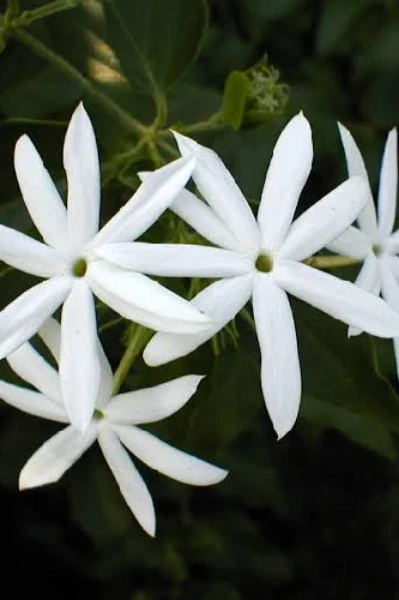 জুঁইফুলের গন্ধ