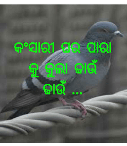 କଂସାରୀ ଘର ପାରା କୁ କୁଲା ଢାଉଁ ଢାଉଁ ...