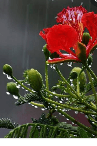 മഴയെ പ്രണയിച്ച വാക