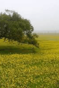 भुताचा टाप