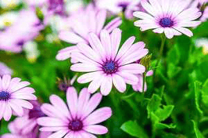 வேங்கையின் மைந்தன்