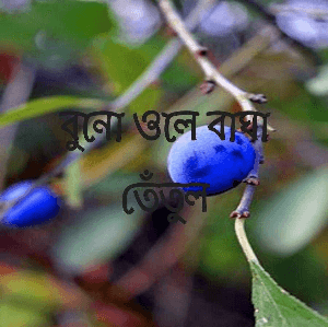 বুনো ওলে বাঘা তেঁতুল