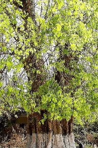 प्रायश्चित्त