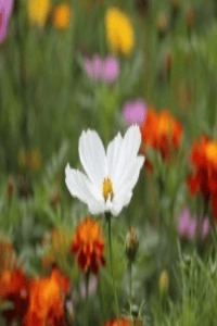 अंतरंग संबंध