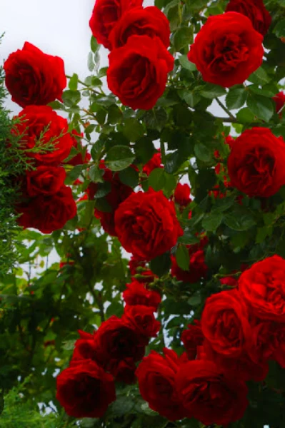 મતવાલા મુક્તક