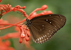 pranava మోహనం