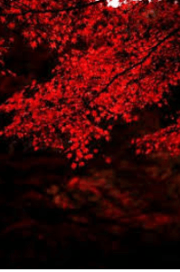 रक्तशाखा