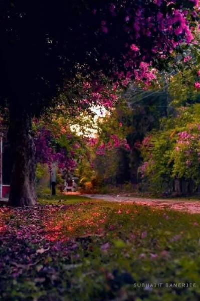 " আলো হয়ে মৌমিতা"- সেরা কলমকার অ্যাওয়ার্ডস -১০' ধারাবাহিক