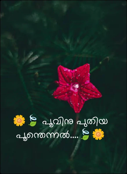 🪻 പൂവിനു പുതിയ പൂന്തെന്നൽ....🪻