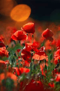 तुम जैसा कोई नहीं