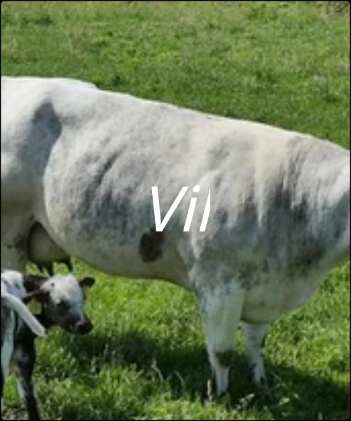 Vil