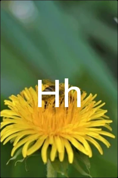 Hh मो