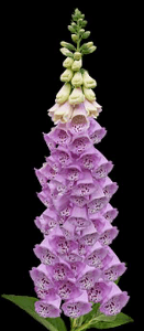 सात फेरों में प्यार