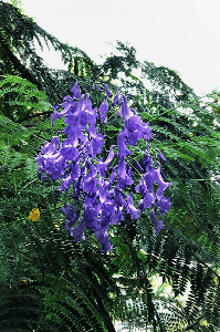 നീലപ്പൂവുകൾ ( The Jacarandas) 
© Protected