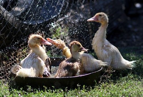 ஊரெங்கும் பூ வாசம்....