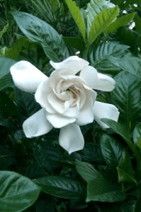 ഗന്ധരാജൻ