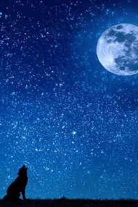 the strange killer
 ( द स्ट्रेन्ज किलर)