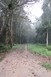 রক্তিম অরণ্য