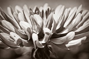 महलों का राजा मिला