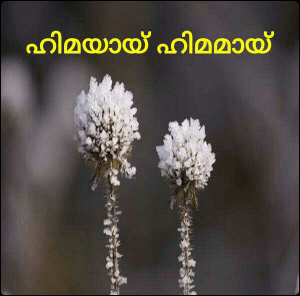ഹിമയായ് ഹിമമായ്