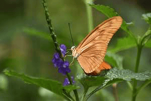 സാഫല്യം