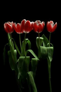 ফিরে পাওয়া