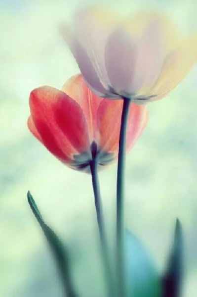 🌷வரம் ஒன்று வேண்டி 🌷