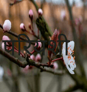 गणपति बप्पा मोरिया
को इस गीत में नमस्कार है
🙏🏻🌹🙏🏻

अमरजीत कौर हृदय
🌹🌹
धानी दे 
गुड़धानी दे 
हमको प्रेम कहानी दे
सच्ची प्रीत निशानी दे
सूखे दिल