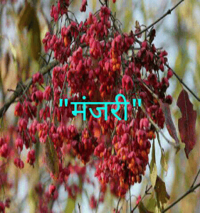 "मंजरी"