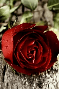 तीन देवियां