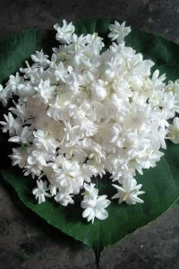 मोगरा फुलला...भाग (1)