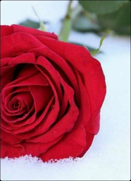 ভালোবাসা