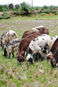 మల్లిగాని బత్తెం