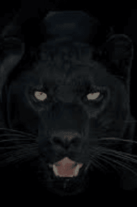 ಶಿವನಿಪಲ್ಲಿಯ ಕರಿಯ